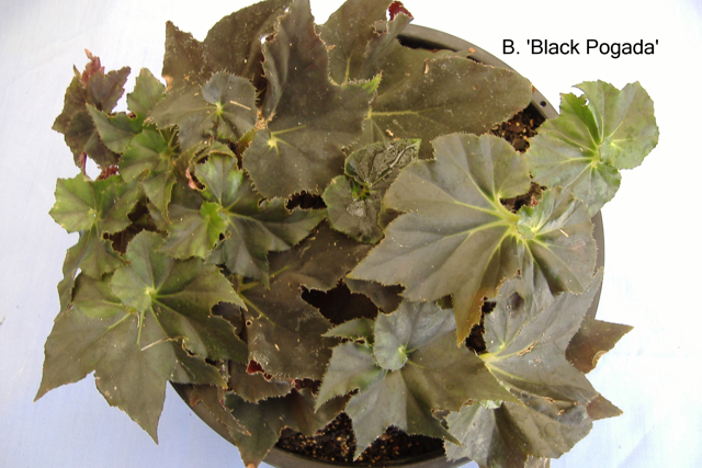 B. ‘Black Pagoda’